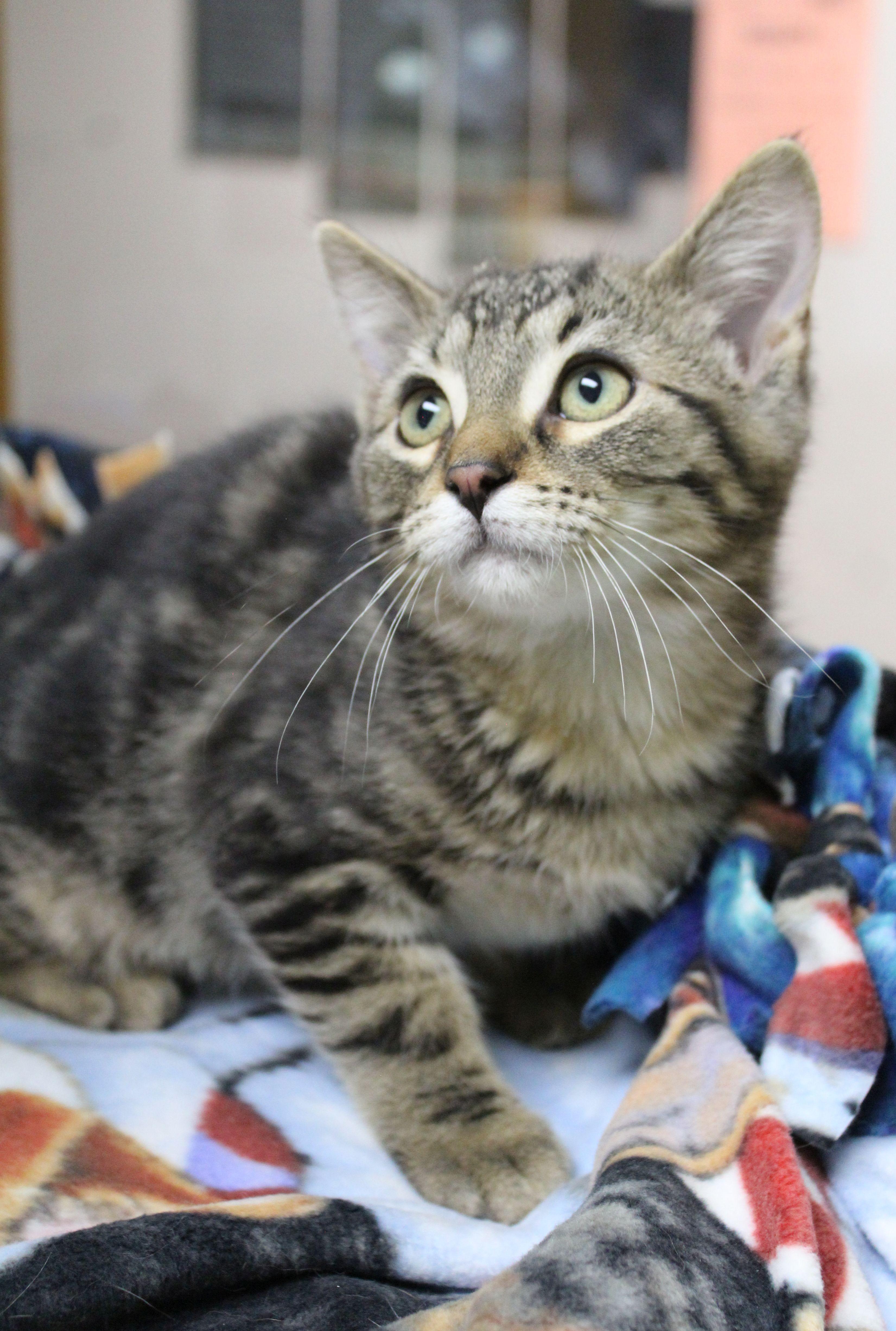 Enlarge Snickers, a ADOPTABLE mixed breed in Portage, WI image 3/3