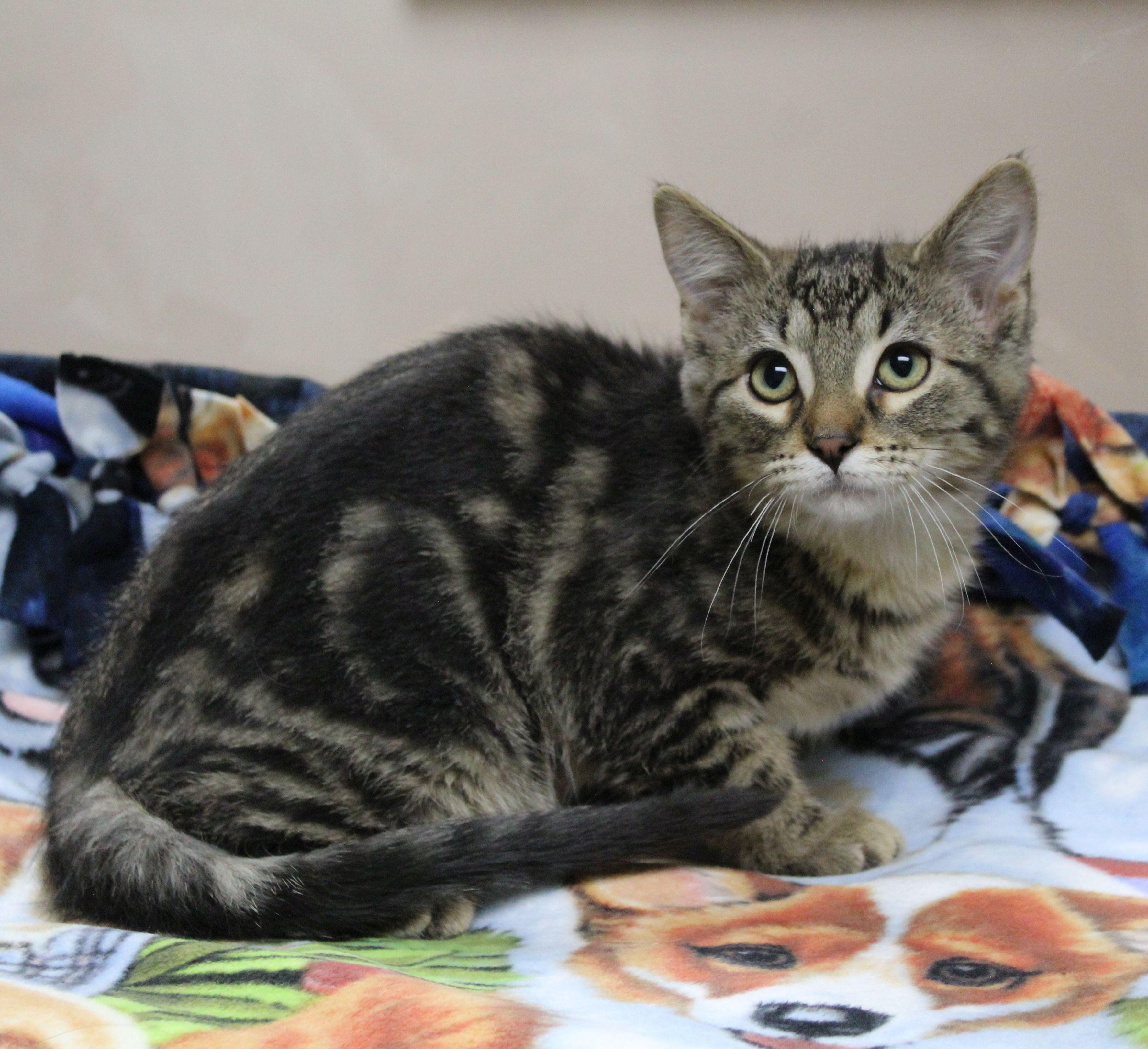 Enlarge Snickers, a ADOPTABLE mixed breed in Portage, WI image 2/3