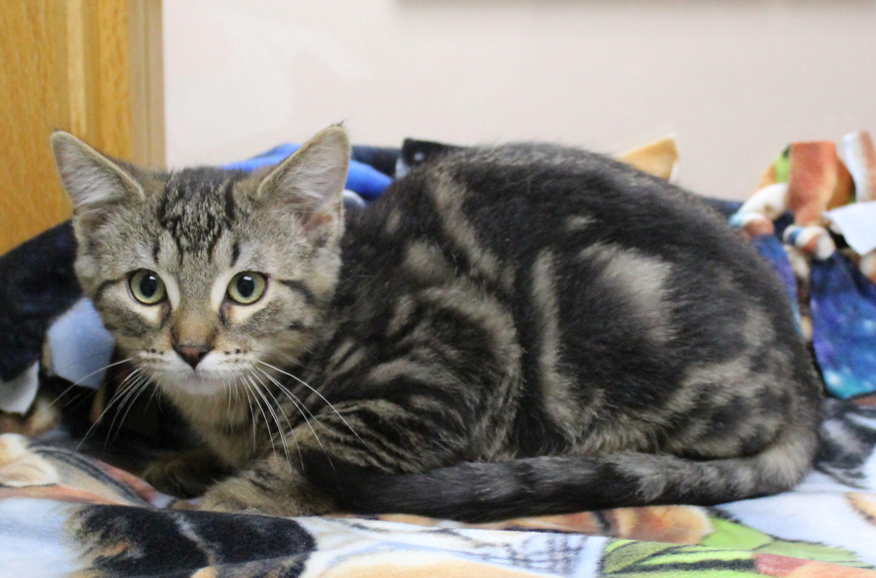 Snickers, ADOPTABLE, Kitten Male Tabby.