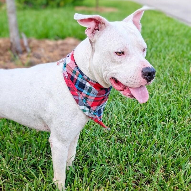 Chipper so sweet and gentle is a very good doggo!