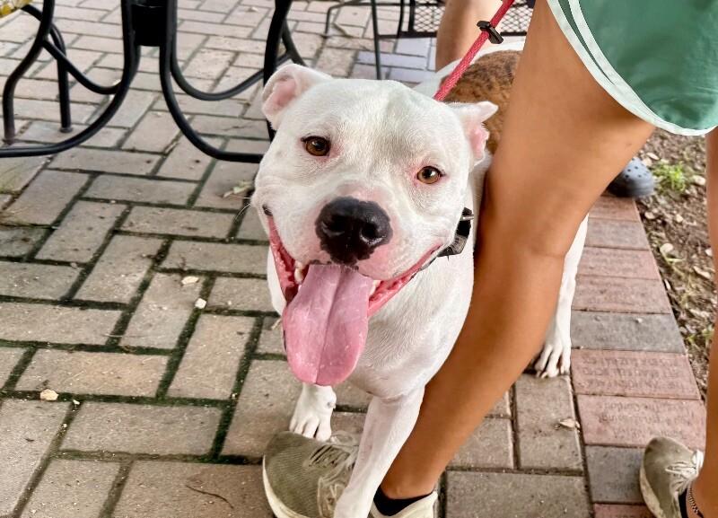 Chipper so sweet and gentle is a very good doggo! 3