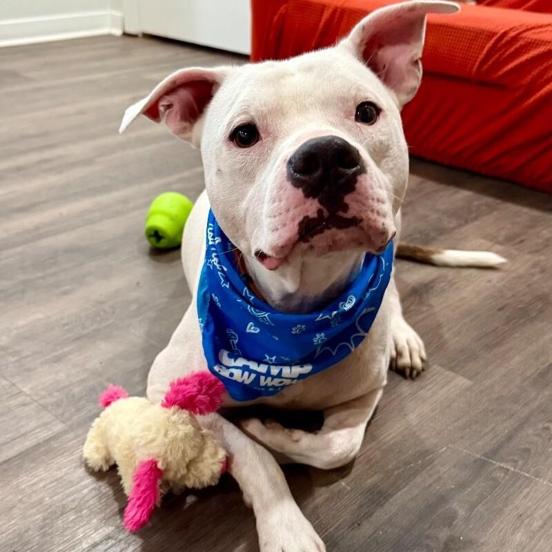 Chipper so sweet and gentle is a very good doggo! 5