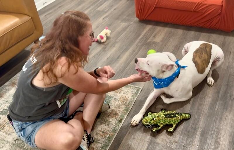 Chipper so sweet and gentle is a very good doggo! 2