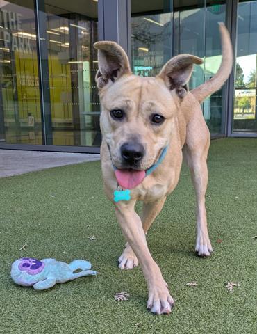 TAMMY, Adoptable, Young Female Pit Bull Terrier.