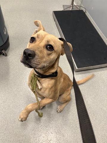 Enlarge TAMMY, a Adoptable Pit Bull Terrier in San Martin, CA image 1/1