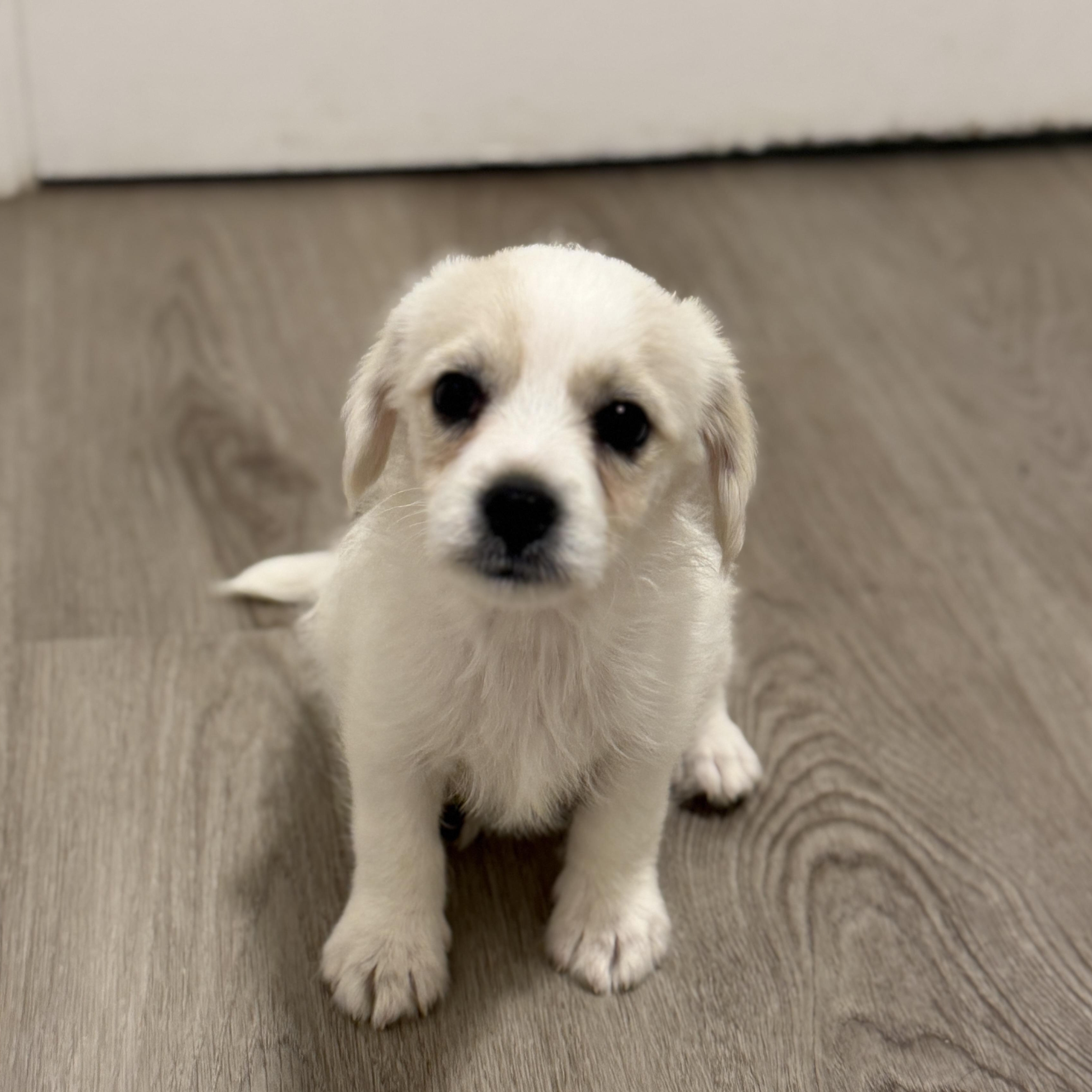 Lark, an adopted mixed breed in San Diego, CA image 3/3