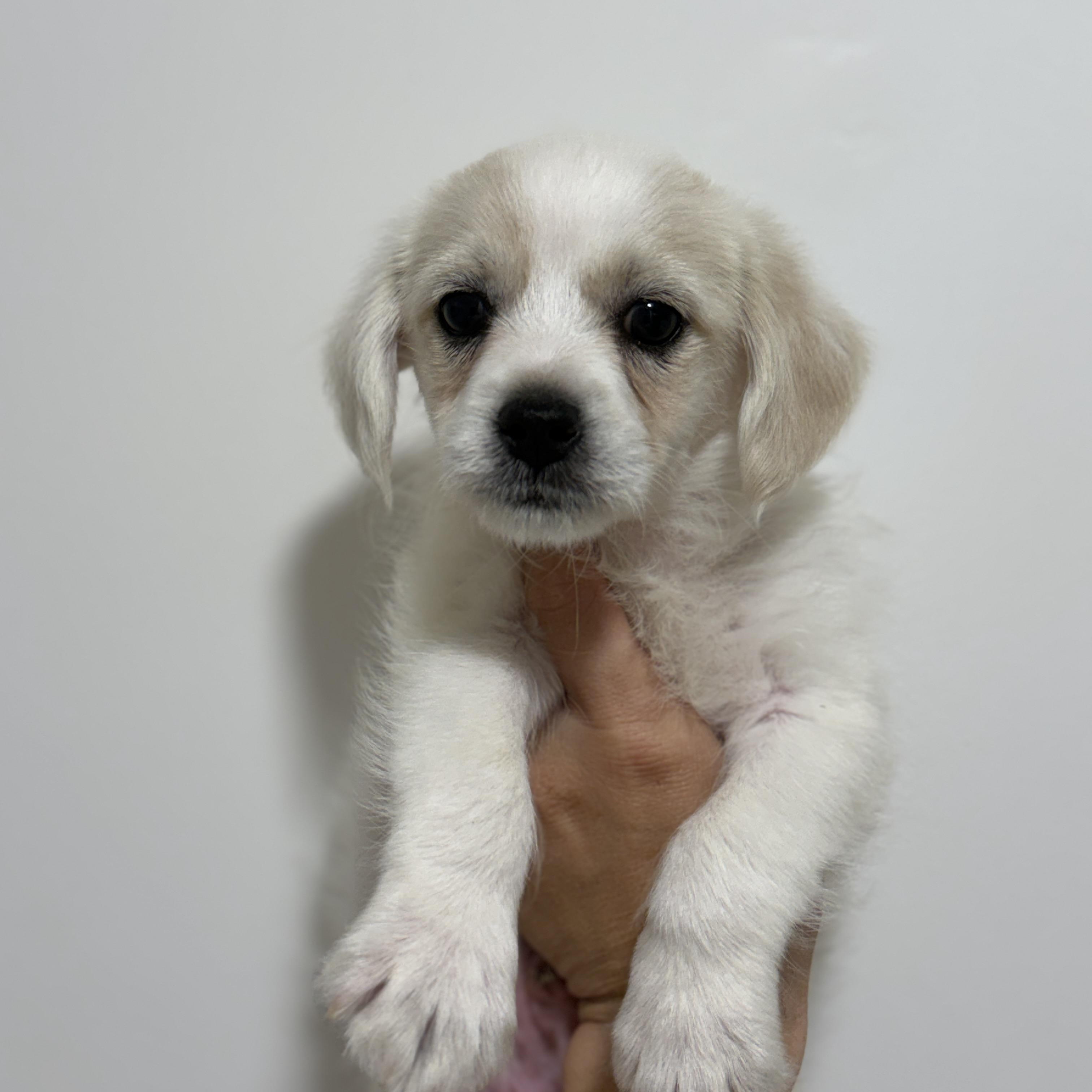 Lark, an adopted mixed breed in San Diego, CA image 2/3