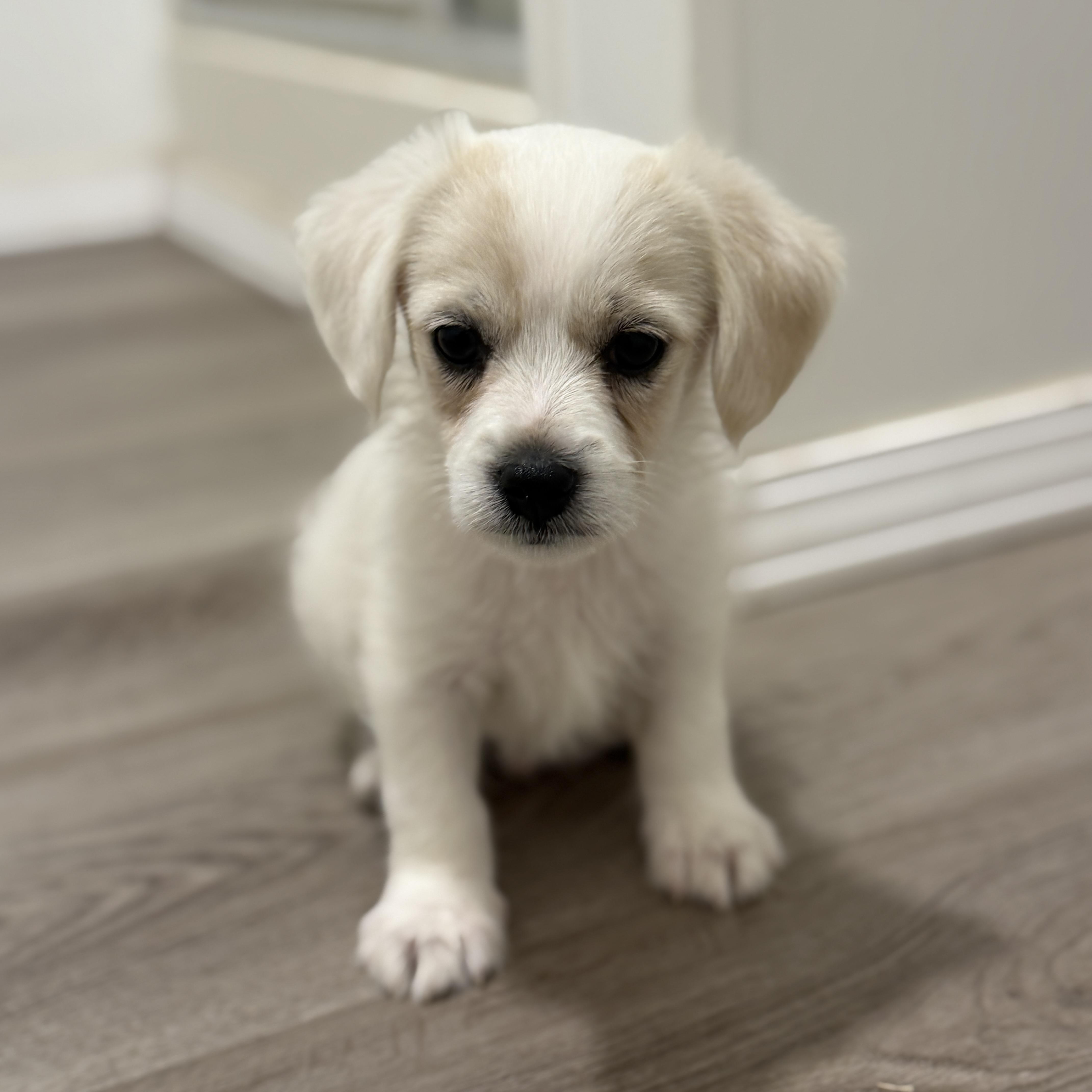 Lark, adopted, Puppy Female Chihuahua & Maltipoo.