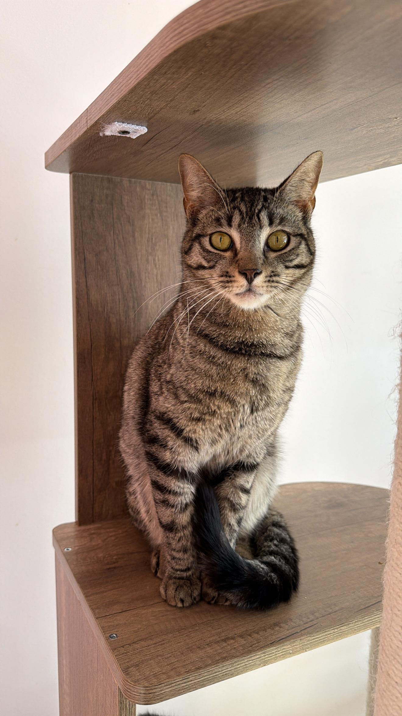 Enlarge HENRY, an adopted Tabby in New York, NY image 3/3