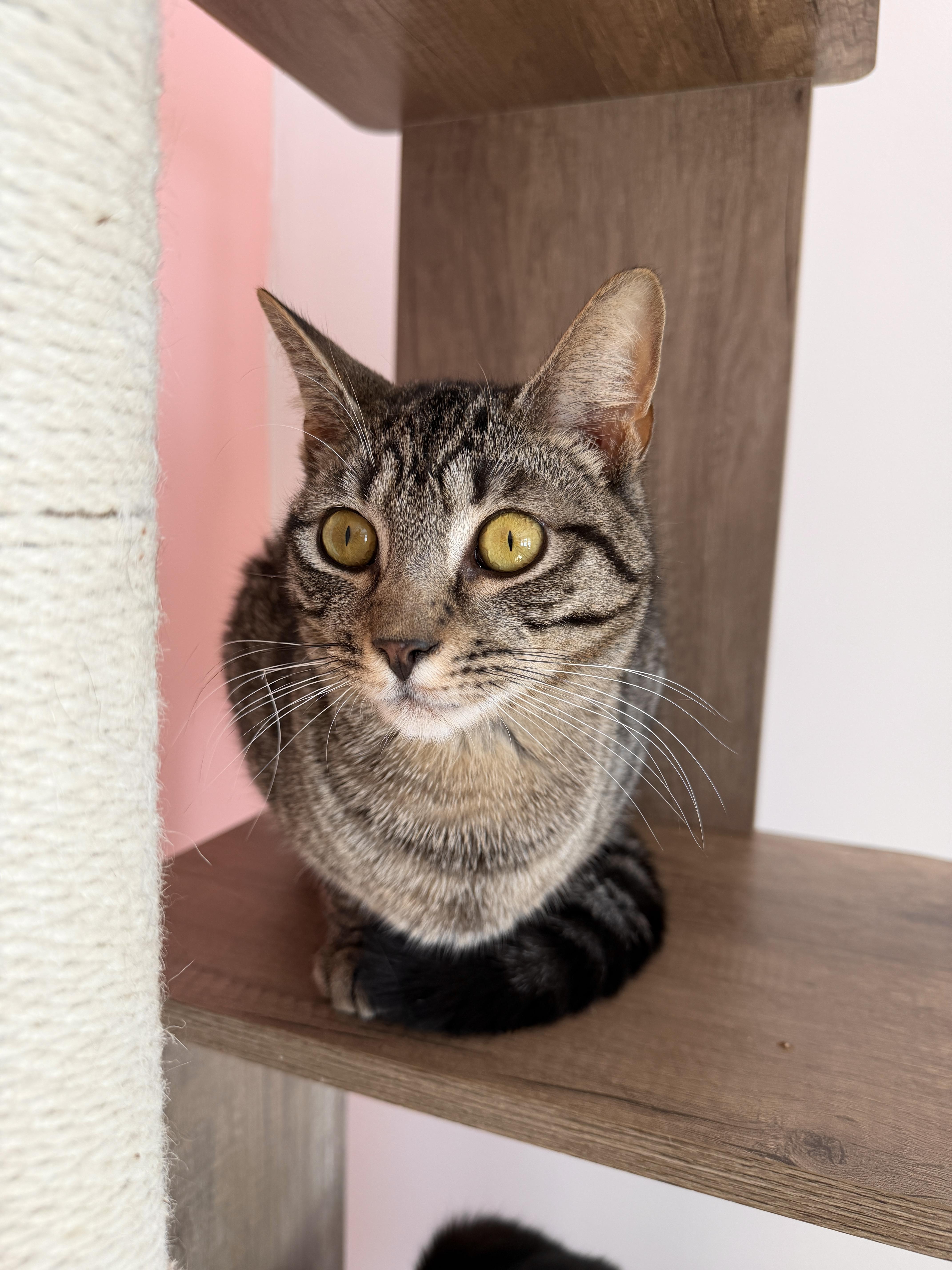 Enlarge HENRY, an adopted Tabby in New York, NY image 1/3