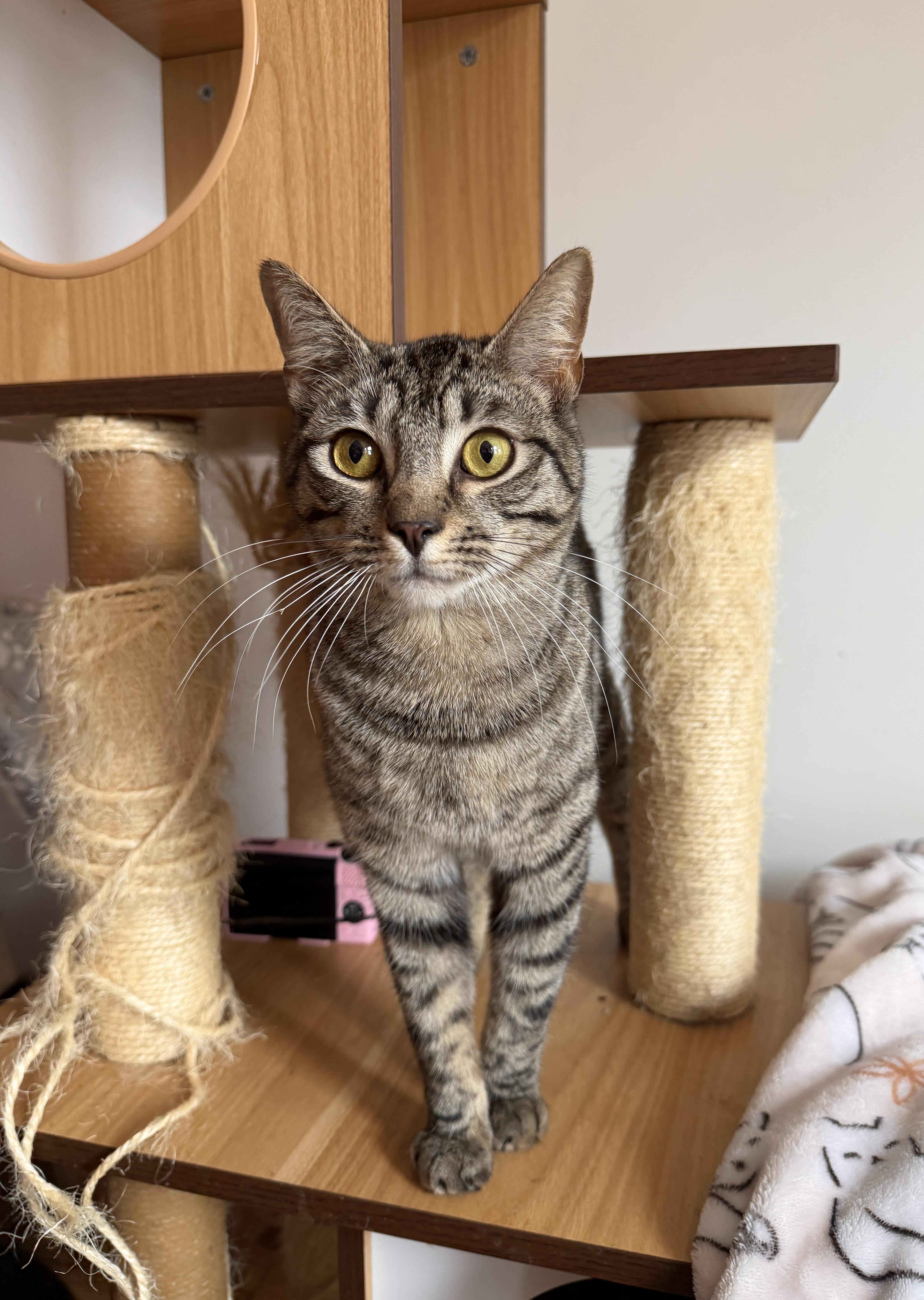 Enlarge HENRY, an adopted Tabby in New York, NY image 2/3