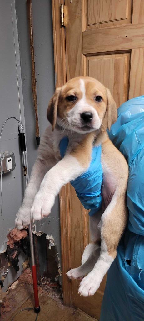 Poker, Adoptable, Puppy Male Mixed Breed.