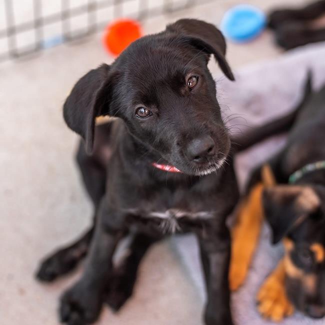 Dancer Pup - Jive, Adoptable, Puppy Female Shepherd & Terrier.