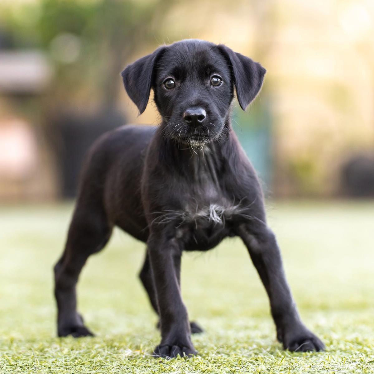 Enlarge Dancer Pup - Jive, a Adoptable mixed breed in San Diego, CA image 2/3