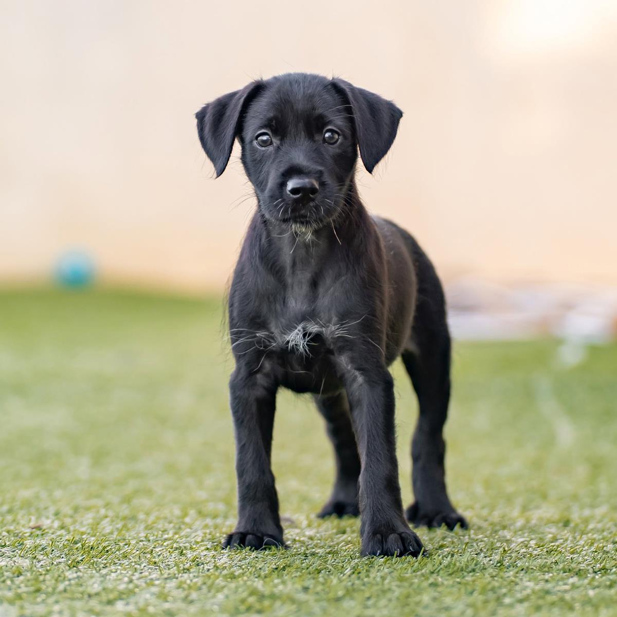 Enlarge Dancer Pup - Jive, a Adoptable mixed breed in San Diego, CA image 3/3