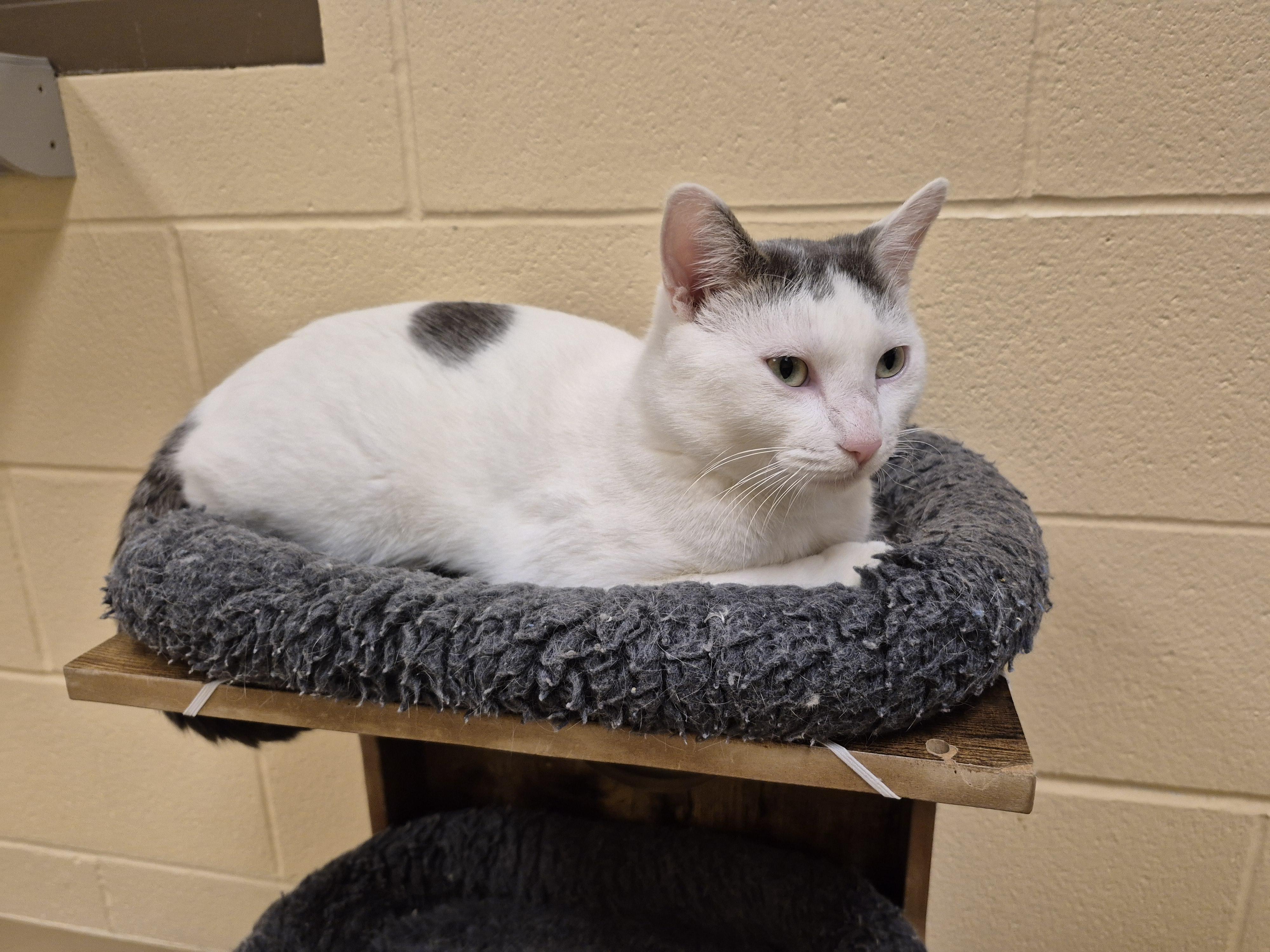Enlarge Kestral, a ADOPTABLE Domestic Short Hair in Schertz, TX image 1/3