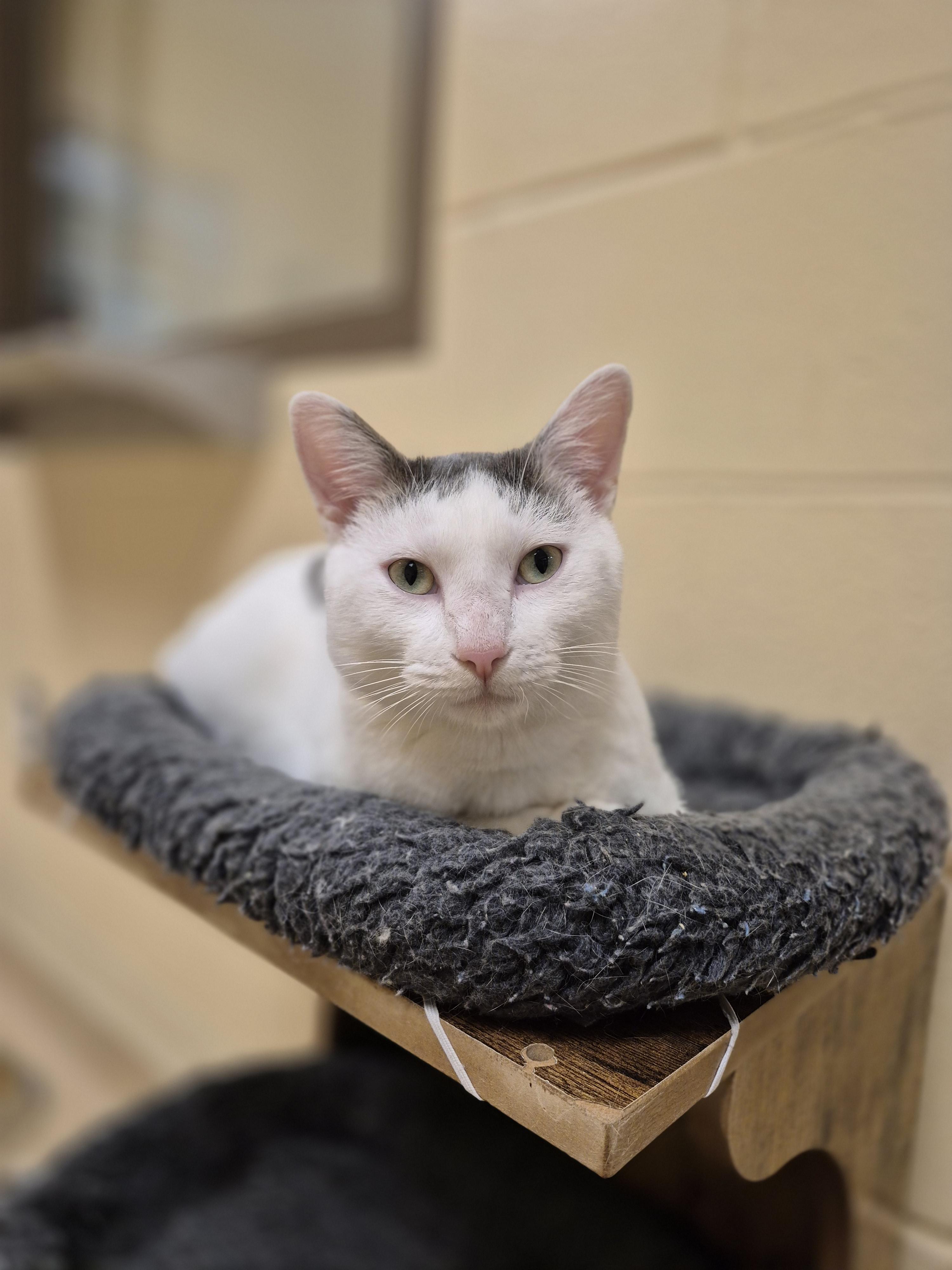 Enlarge Kestral, a ADOPTABLE Domestic Short Hair in Schertz, TX image 3/3