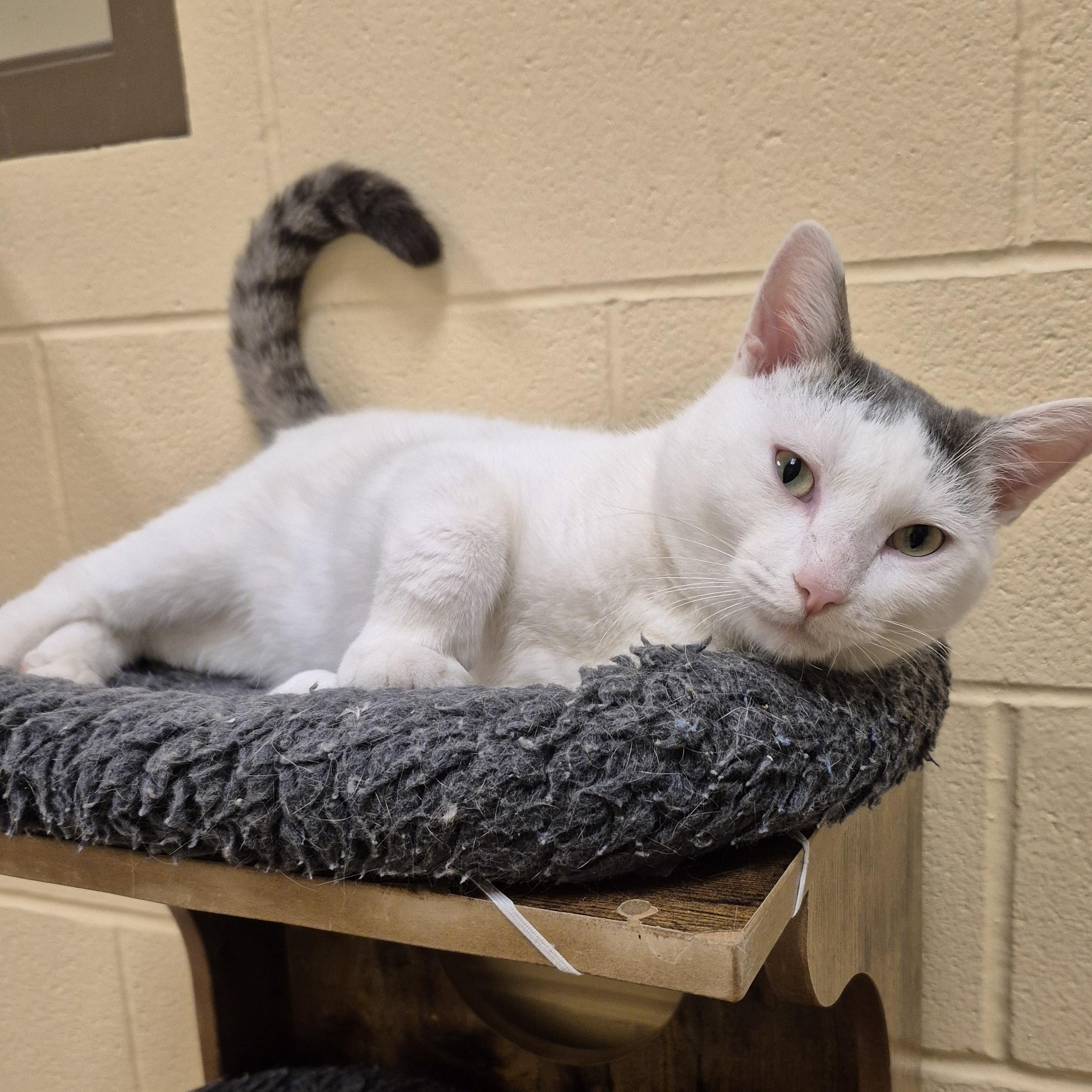 Enlarge Kestral, a ADOPTABLE Domestic Short Hair in Schertz, TX image 2/3