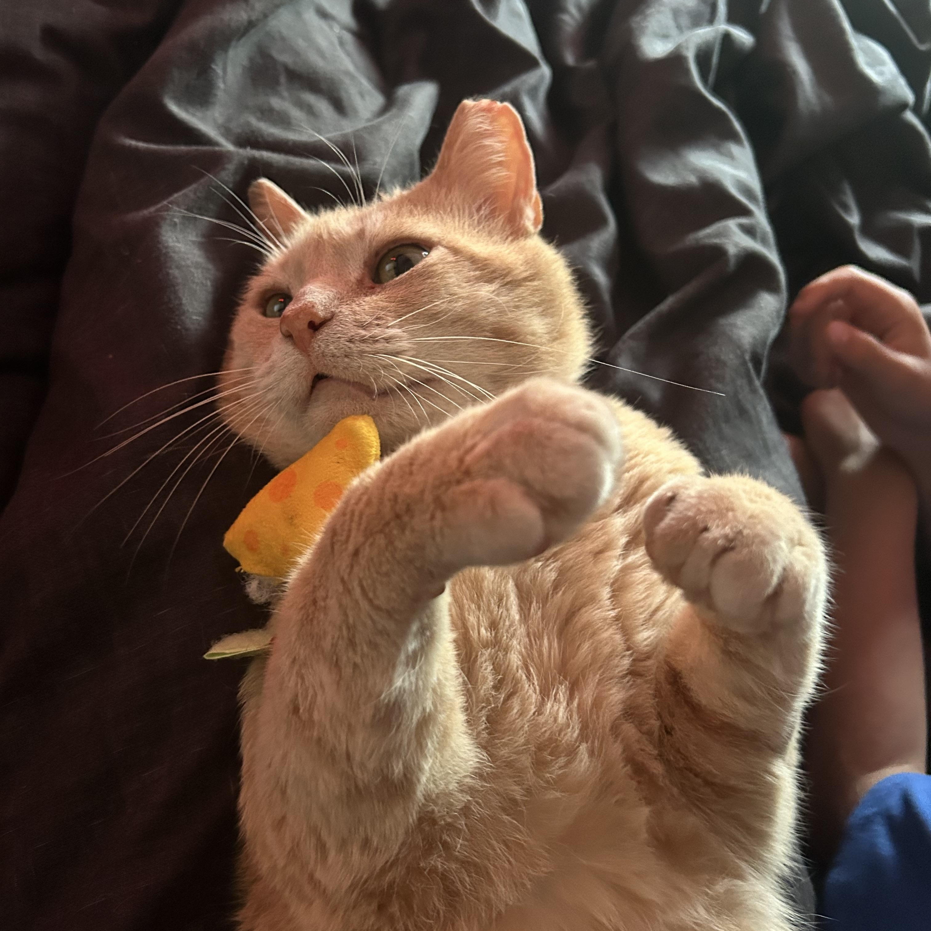 Enlarge Marcus, a Adoptable Domestic Short Hair in Fort Oglethorpe, GA image 6/6