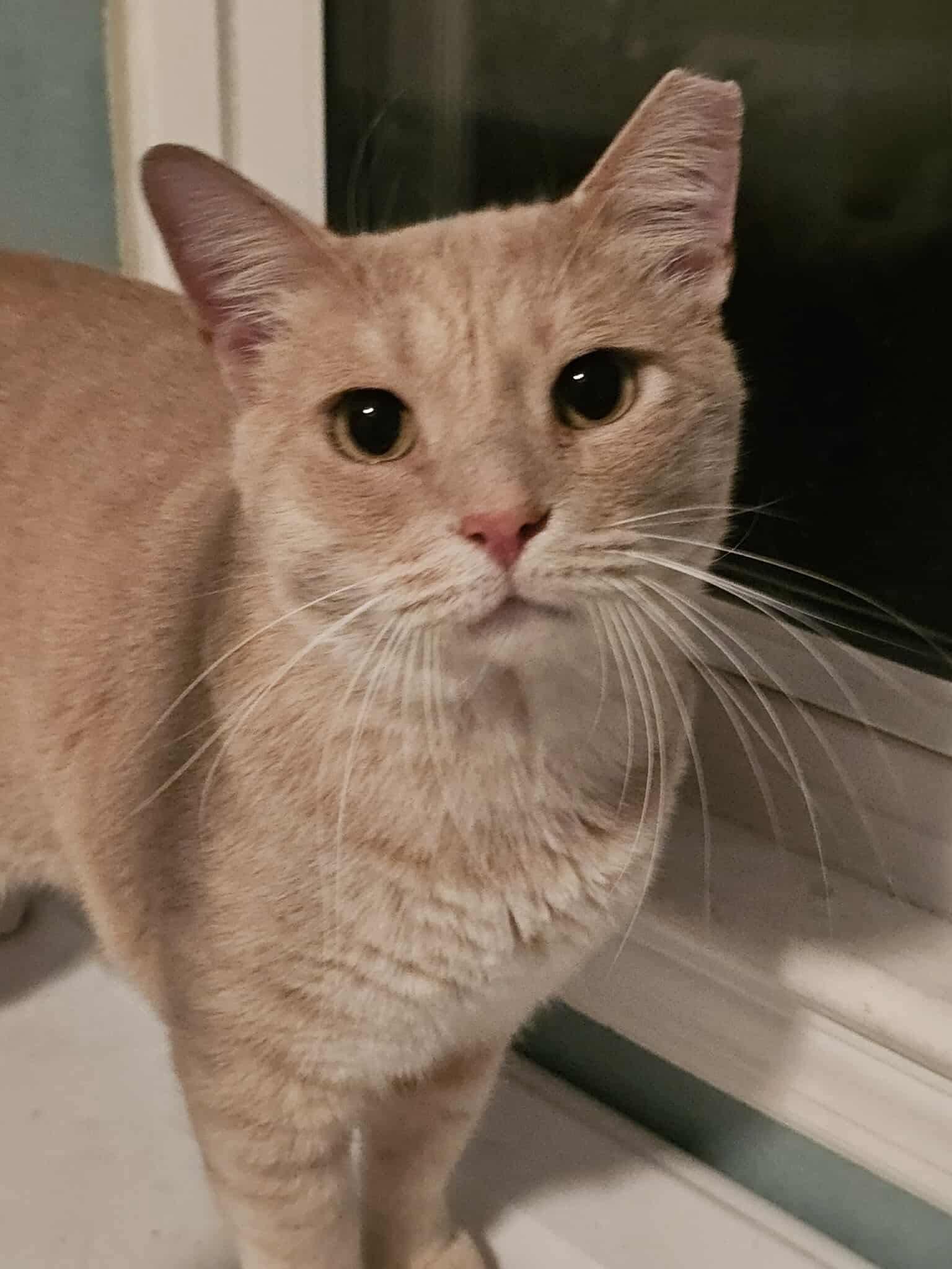 Enlarge Marcus, a Adoptable Domestic Short Hair in Fort Oglethorpe, GA image 4/6