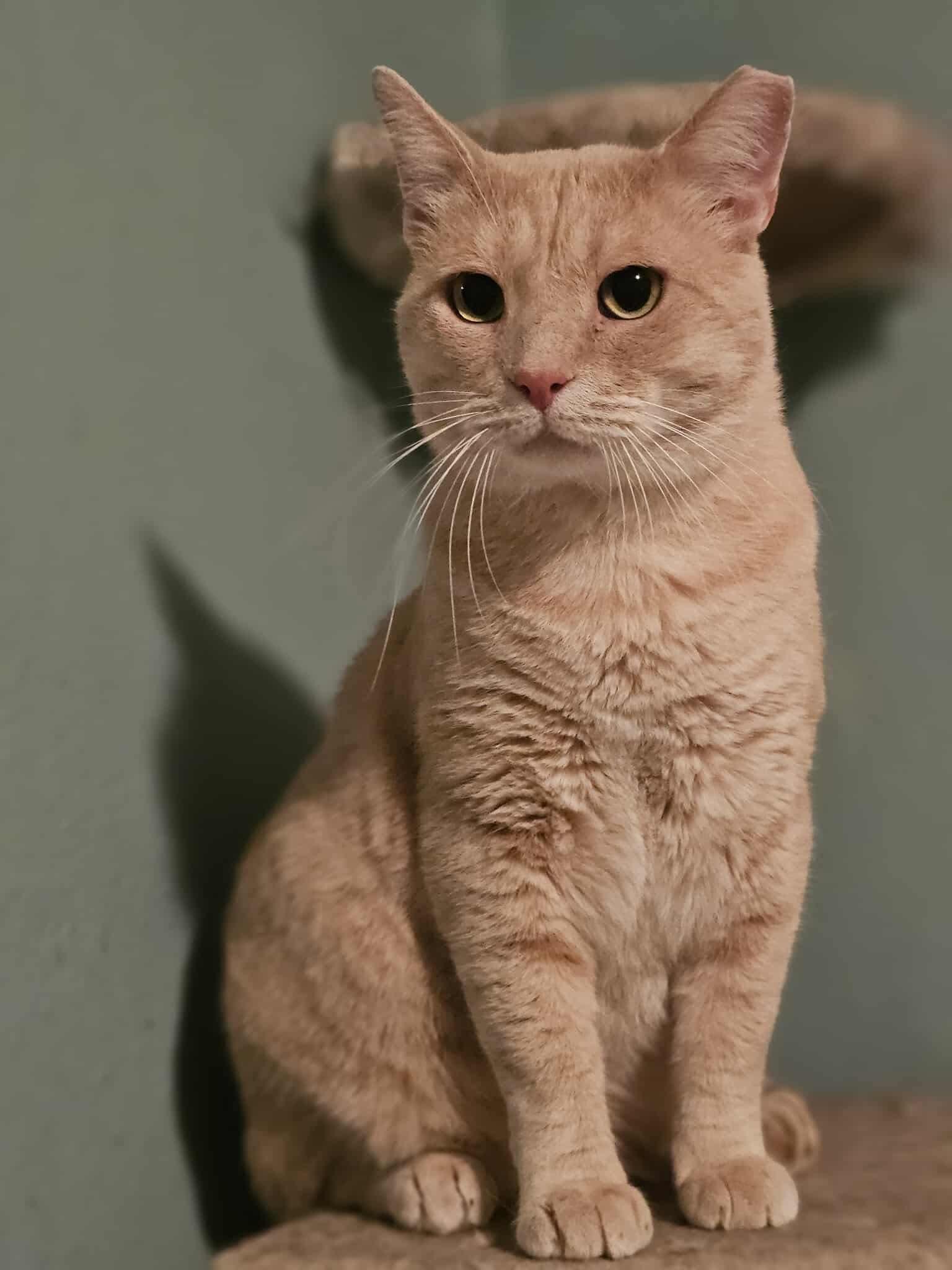 Enlarge Marcus, a Adoptable Domestic Short Hair in Fort Oglethorpe, GA image 1/6