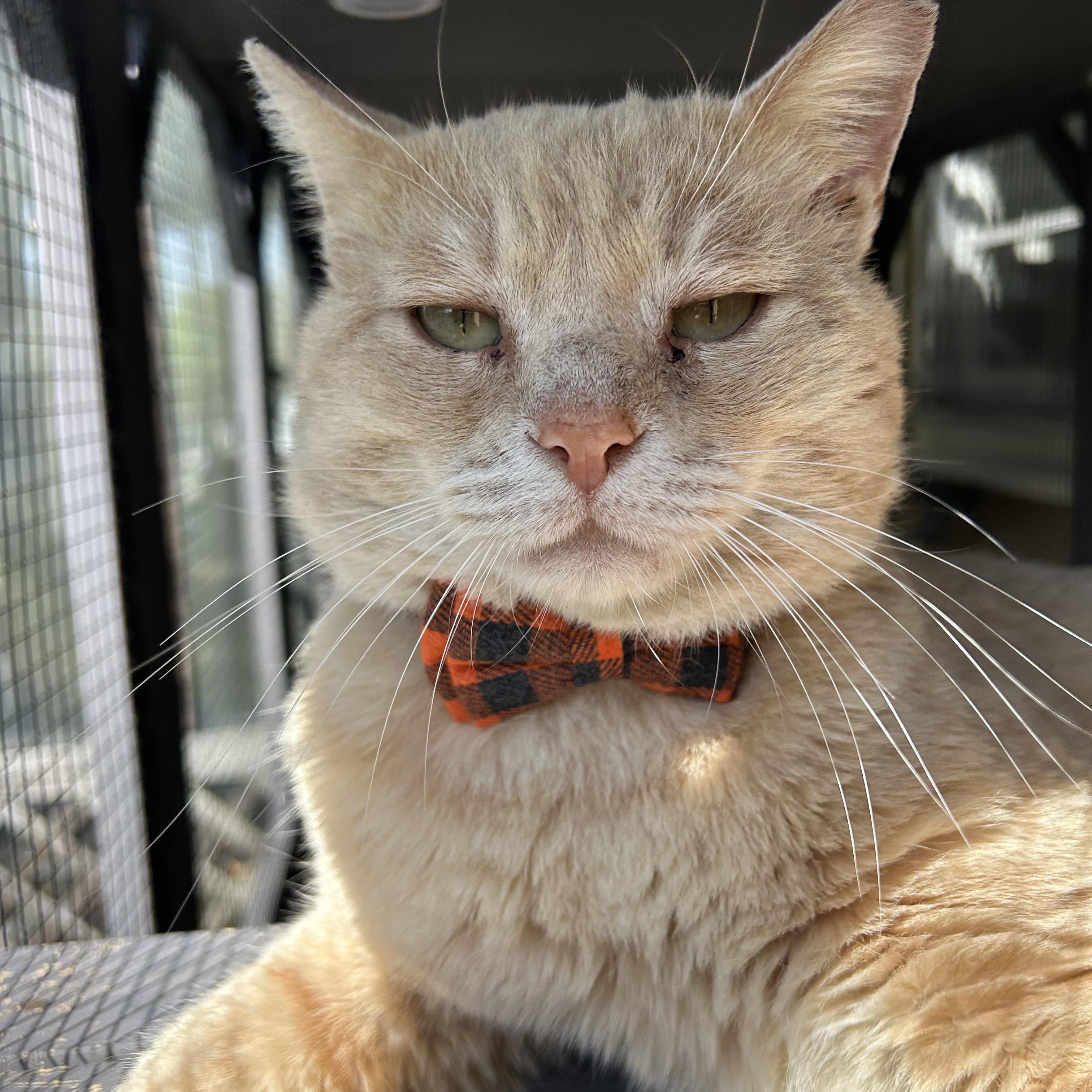 Enlarge Marcus, a Adoptable Domestic Short Hair in Fort Oglethorpe, GA image 5/6