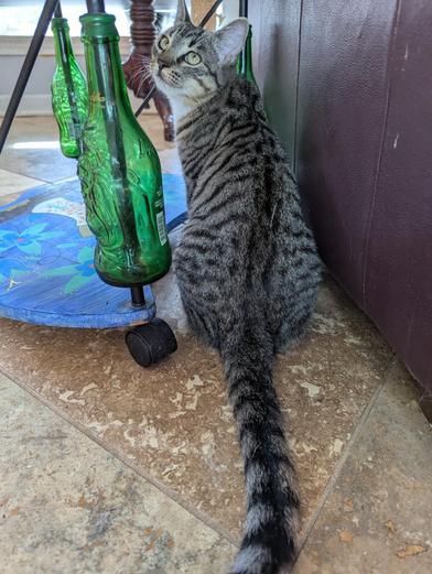 Lady Fireweed — thumbnail 2