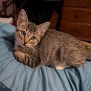 Lady Fireweed — thumbnail 3