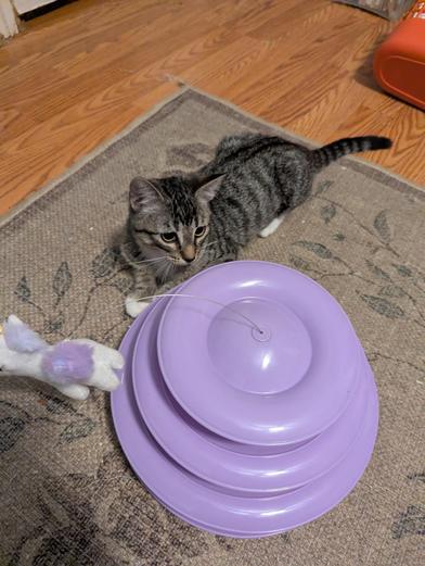 Lady Fireweed — thumbnail 4