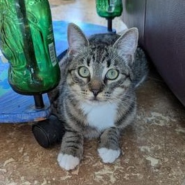 Lady Fireweed — thumbnail 5