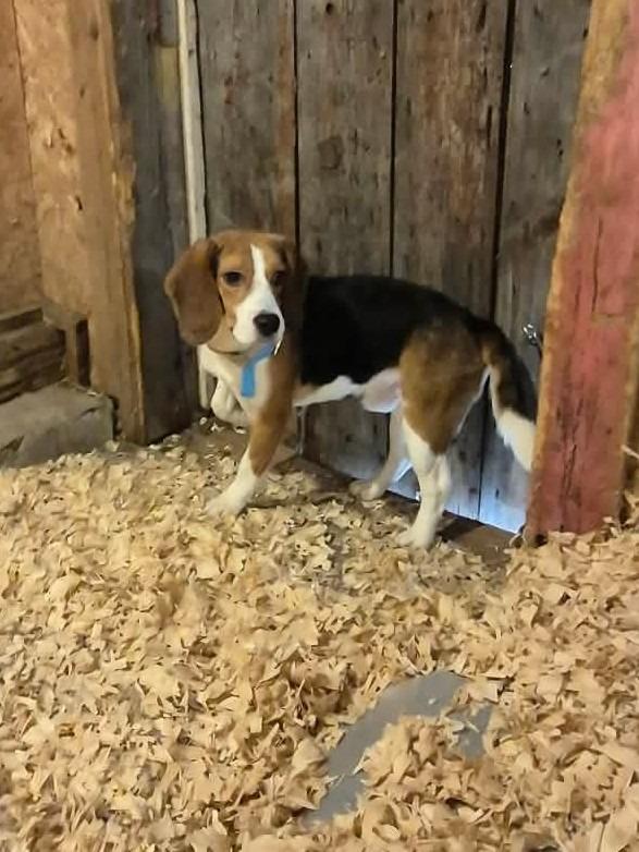 Enlarge B6 Pedro, a Adoptable Beagle in Ashland, WI image 1/1