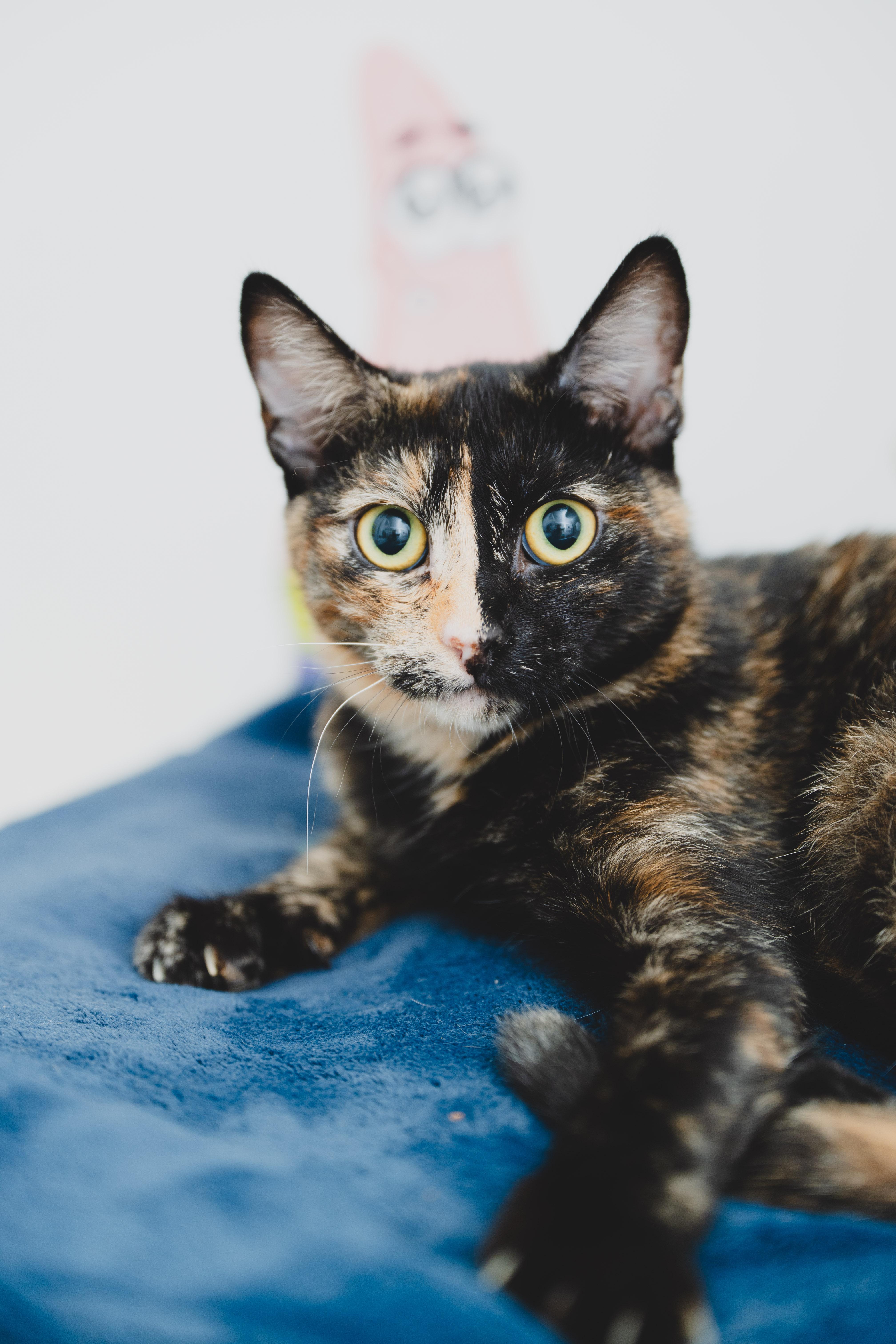 Enlarge Ginger, a Adoptable mixed breed in Honolulu, HI image 1/6