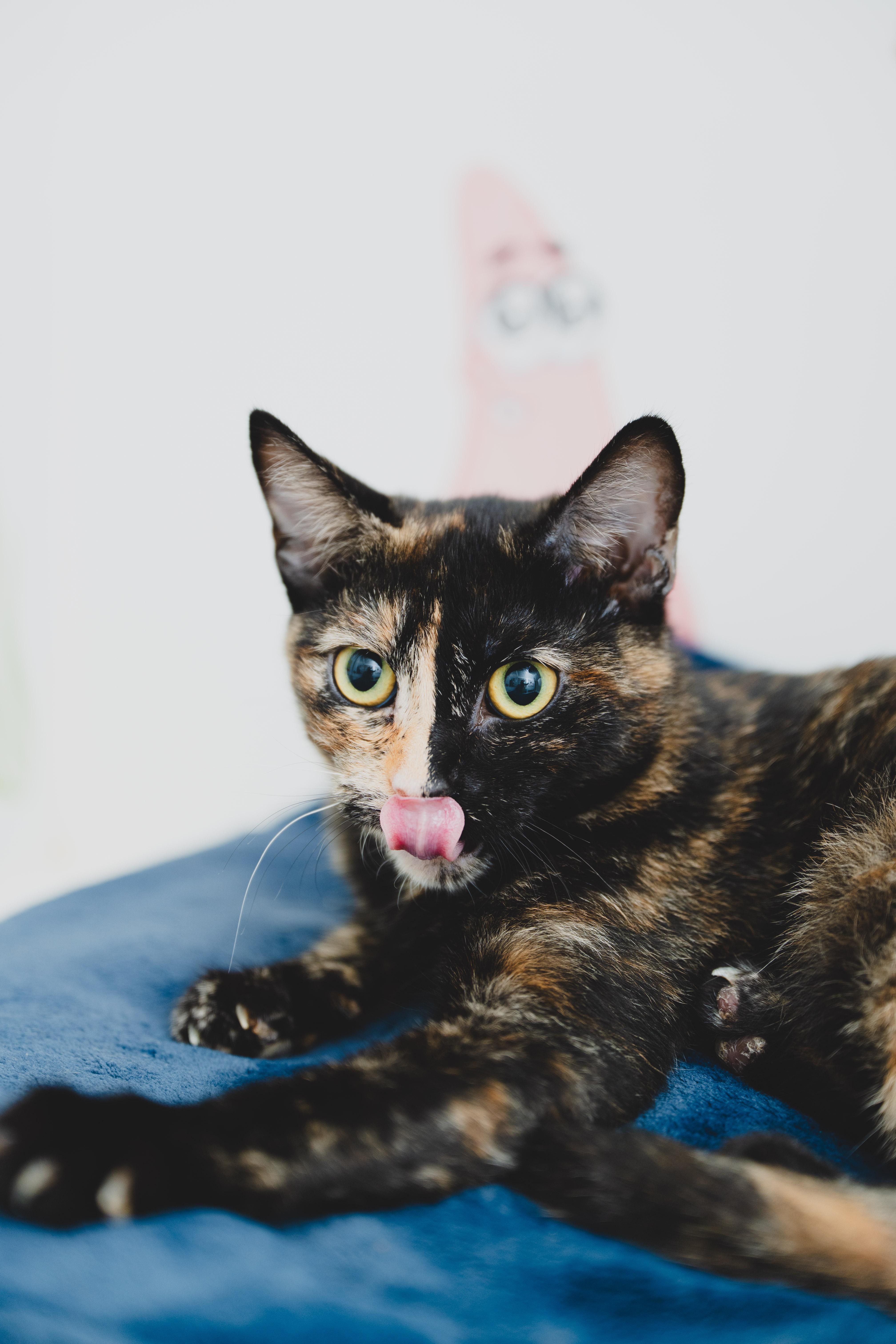 Enlarge Ginger, a Adoptable mixed breed in Honolulu, HI image 2/6