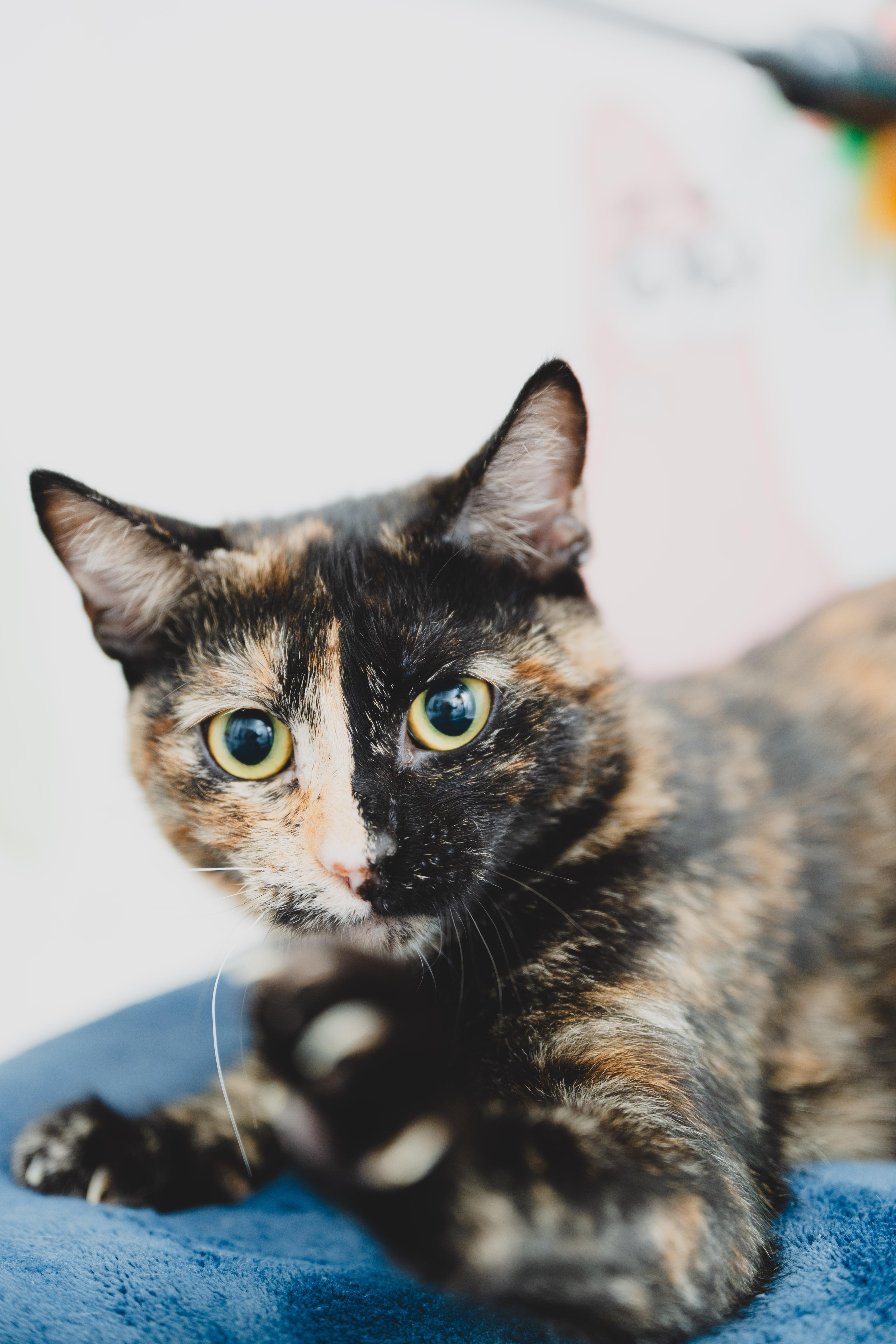 Enlarge Ginger, a Adoptable mixed breed in Honolulu, HI image 3/6