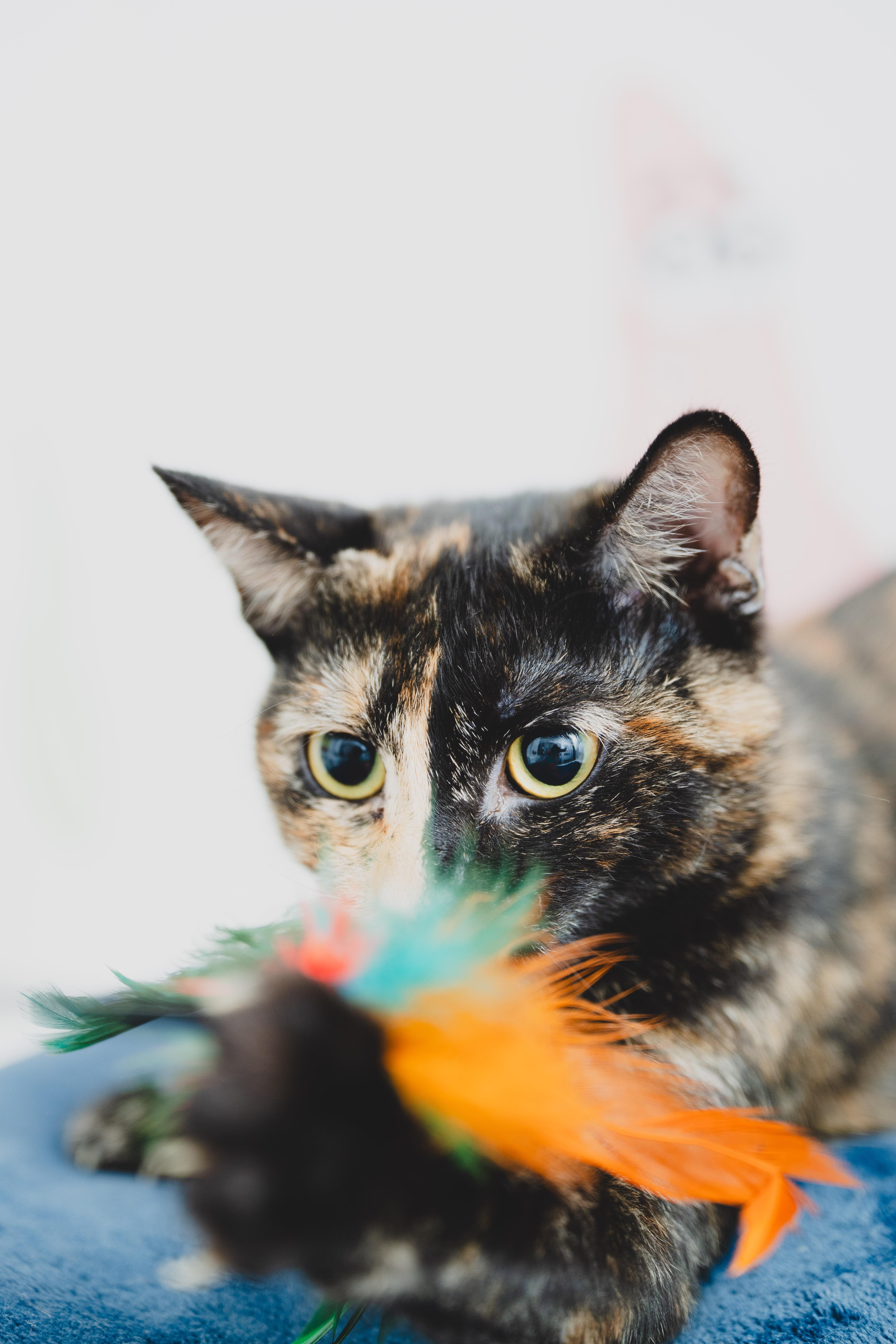 Enlarge Ginger, a Adoptable mixed breed in Honolulu, HI image 4/6