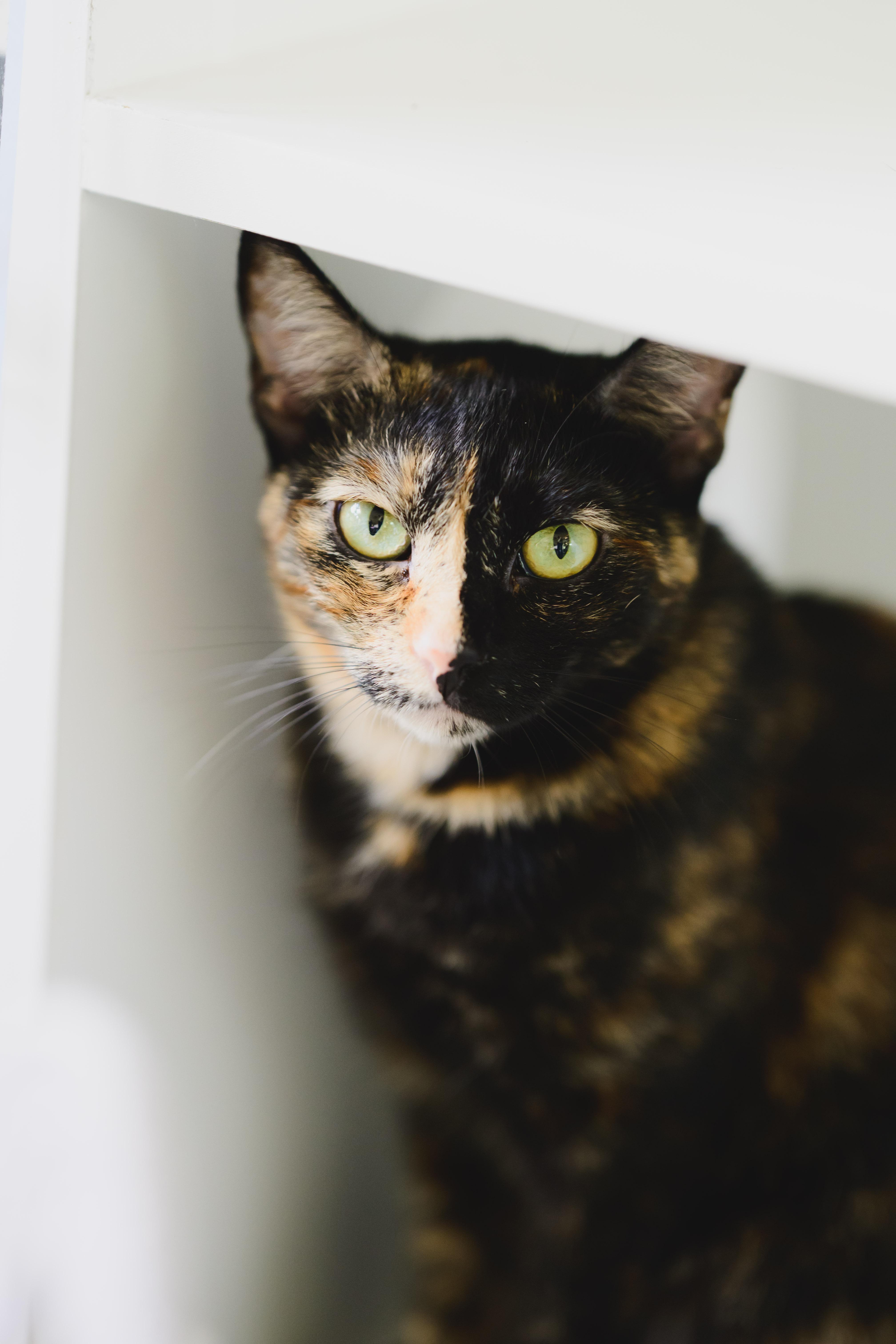 Ginger, a Adoptable mixed breed in Honolulu, HI image 4/6