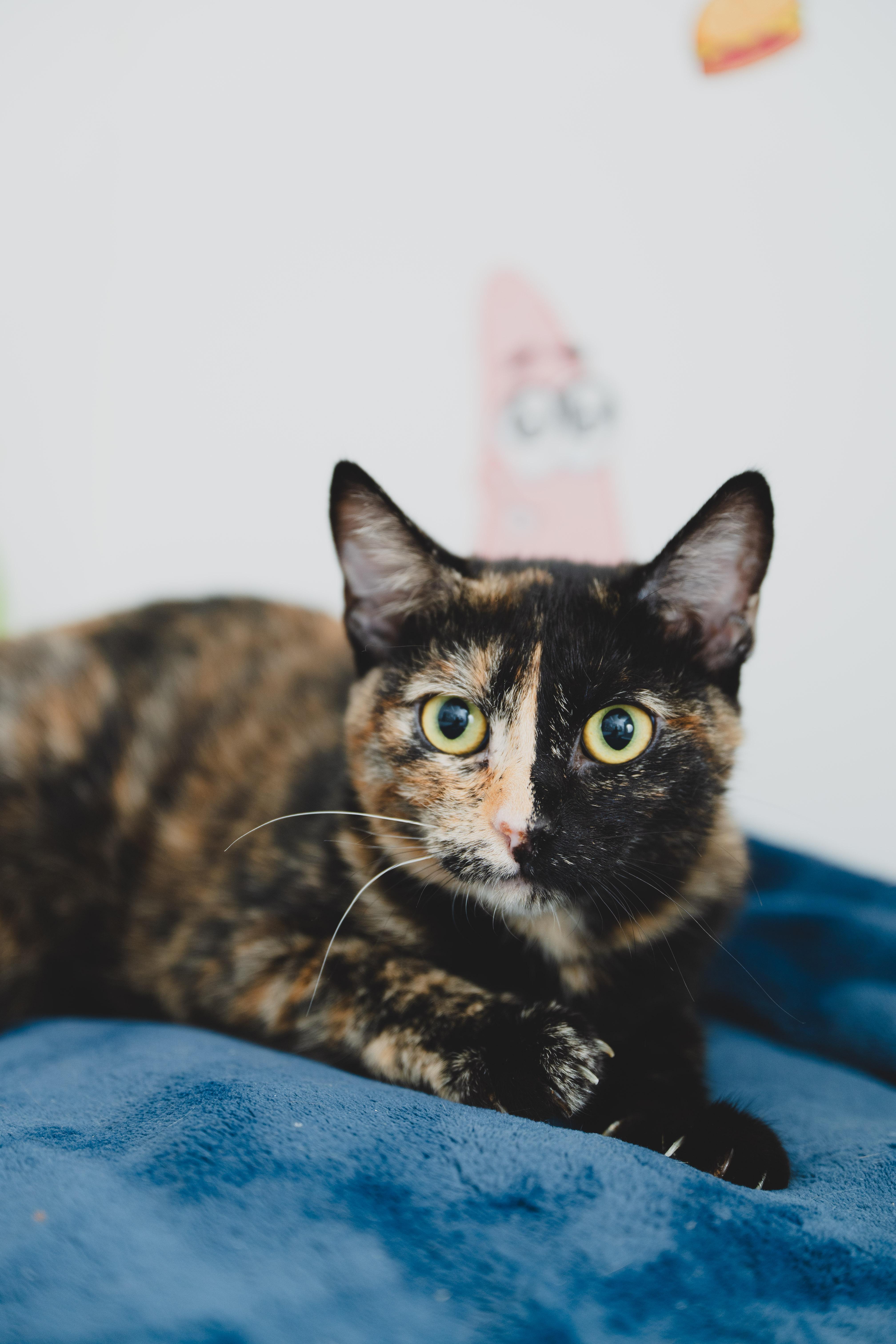 Enlarge Ginger, a Adoptable mixed breed in Honolulu, HI image 5/6