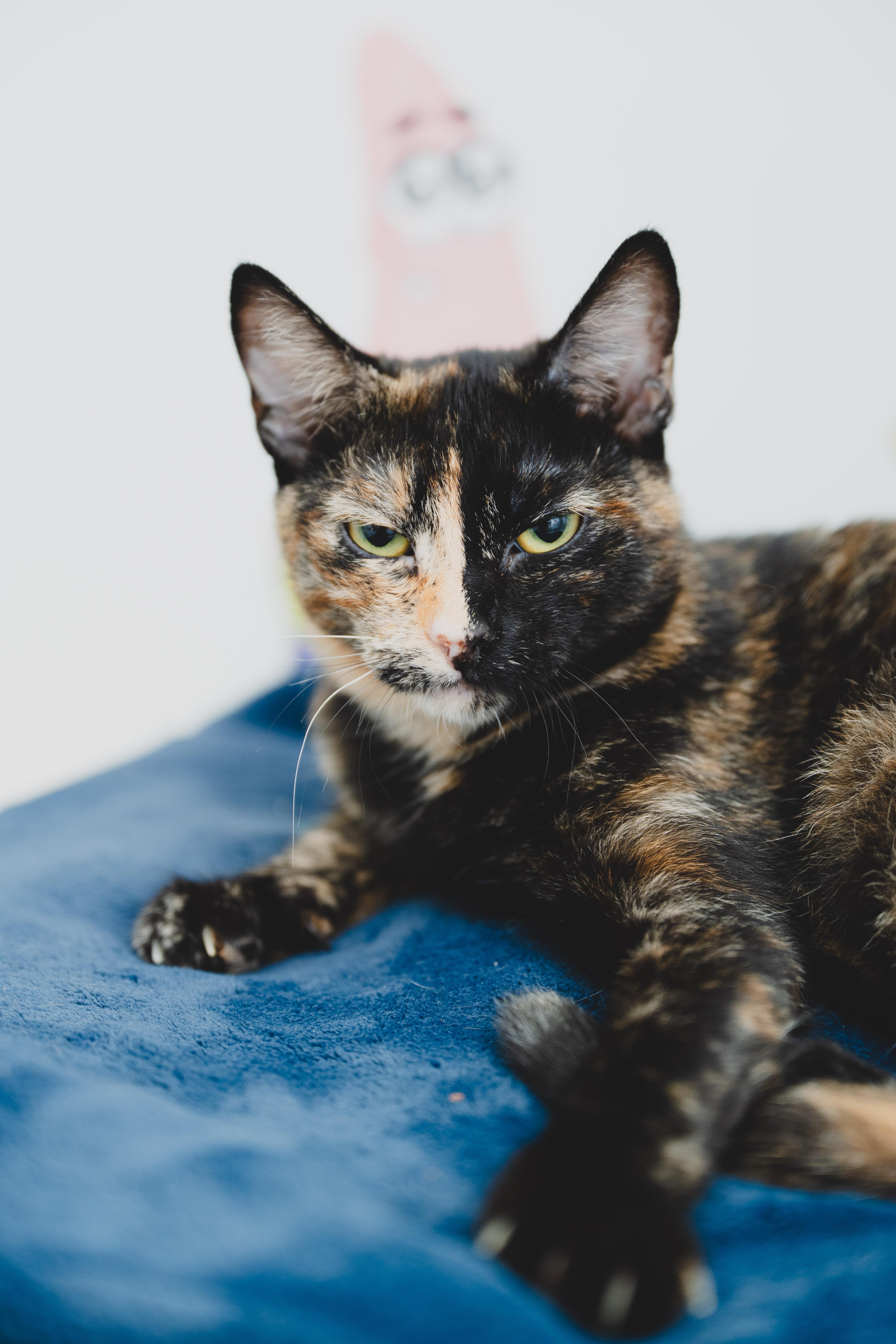 Enlarge Ginger, a Adoptable mixed breed in Honolulu, HI image 6/6