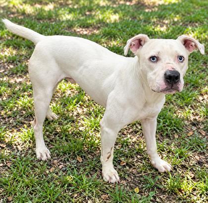 Enlarge Puppy, a Adopted mixed breed in Inverness, FL image 1/2