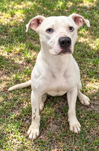 Enlarge Puppy, a Adopted mixed breed in Inverness, FL image 2/2