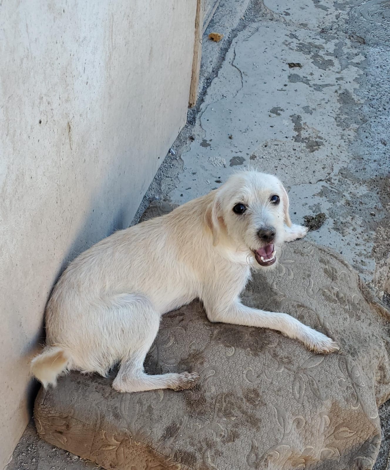 Dog for adoption TOFU, a Wirehaired Terrier Mix in Palm Desert, CA