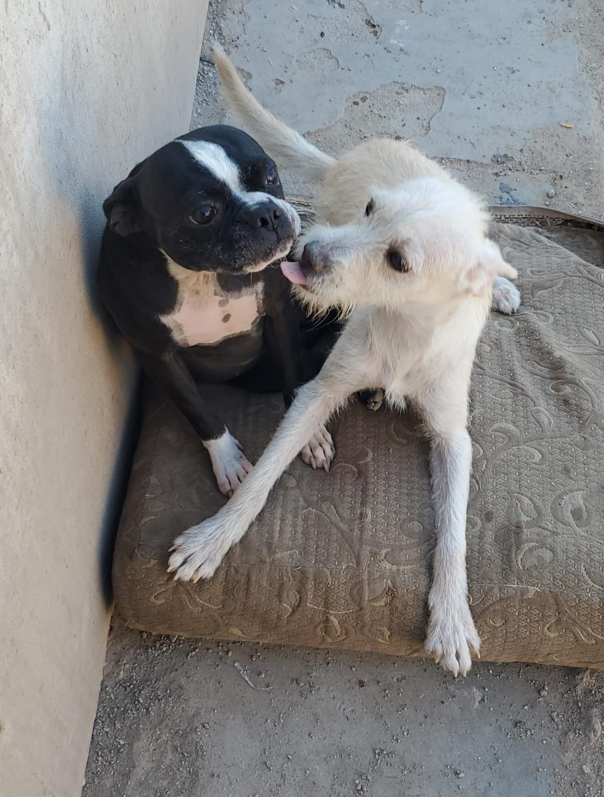 Dog for adoption TOFU, a Wirehaired Terrier Mix in Palm Desert, CA