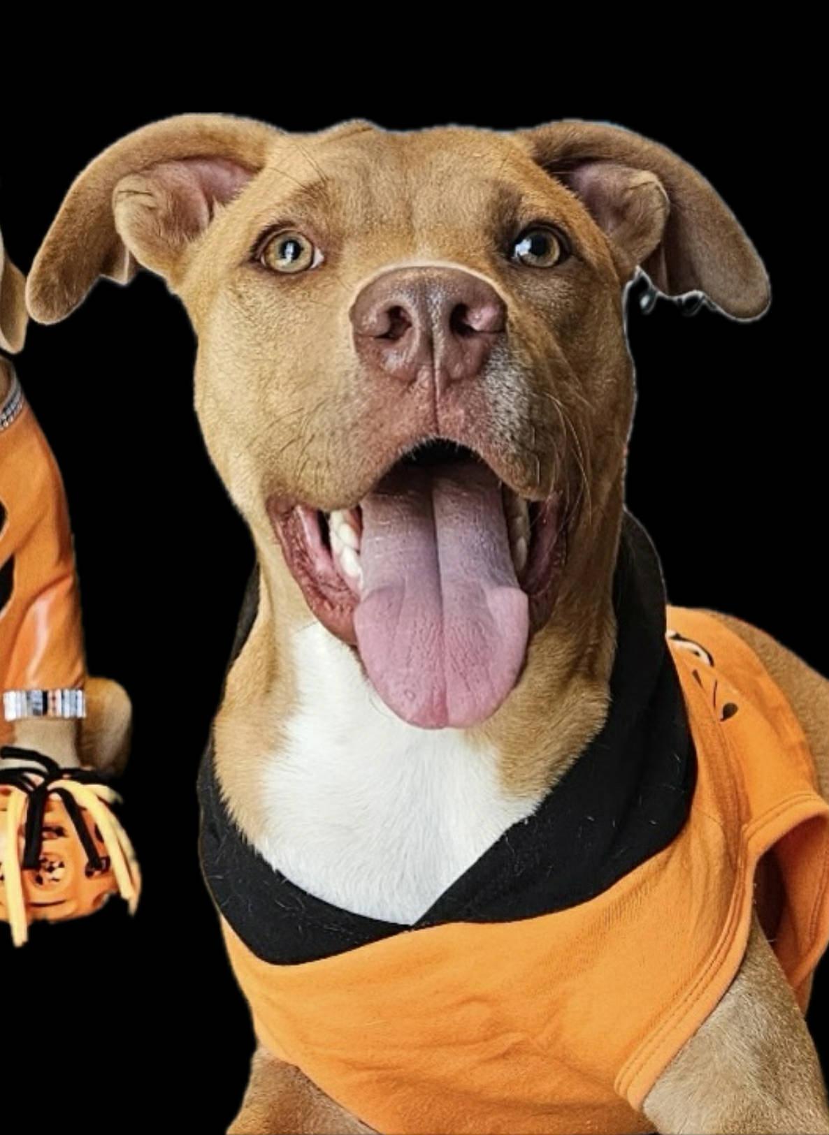 Stewie — thumbnail 2