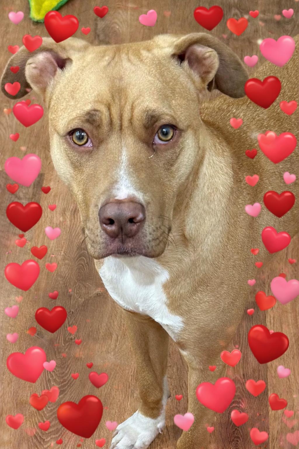 Stewie — thumbnail 3