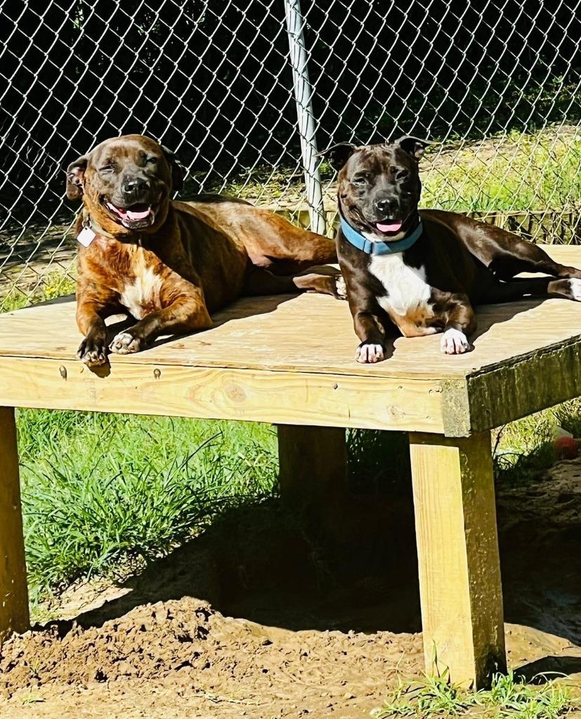 JOJO, Adoptable, Young Female American Bulldog & Hound.