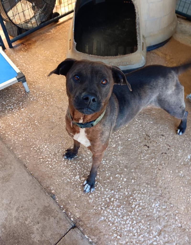 JOJO, a Adoptable mixed breed in Marianna, FL image 2/3