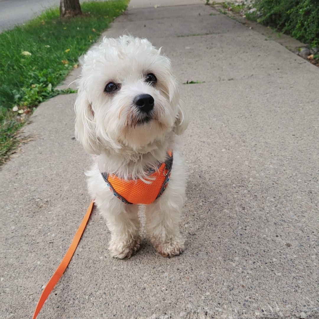 Enlarge Callum, a Adoptable mixed breed in Scarborough, ON image 4/6