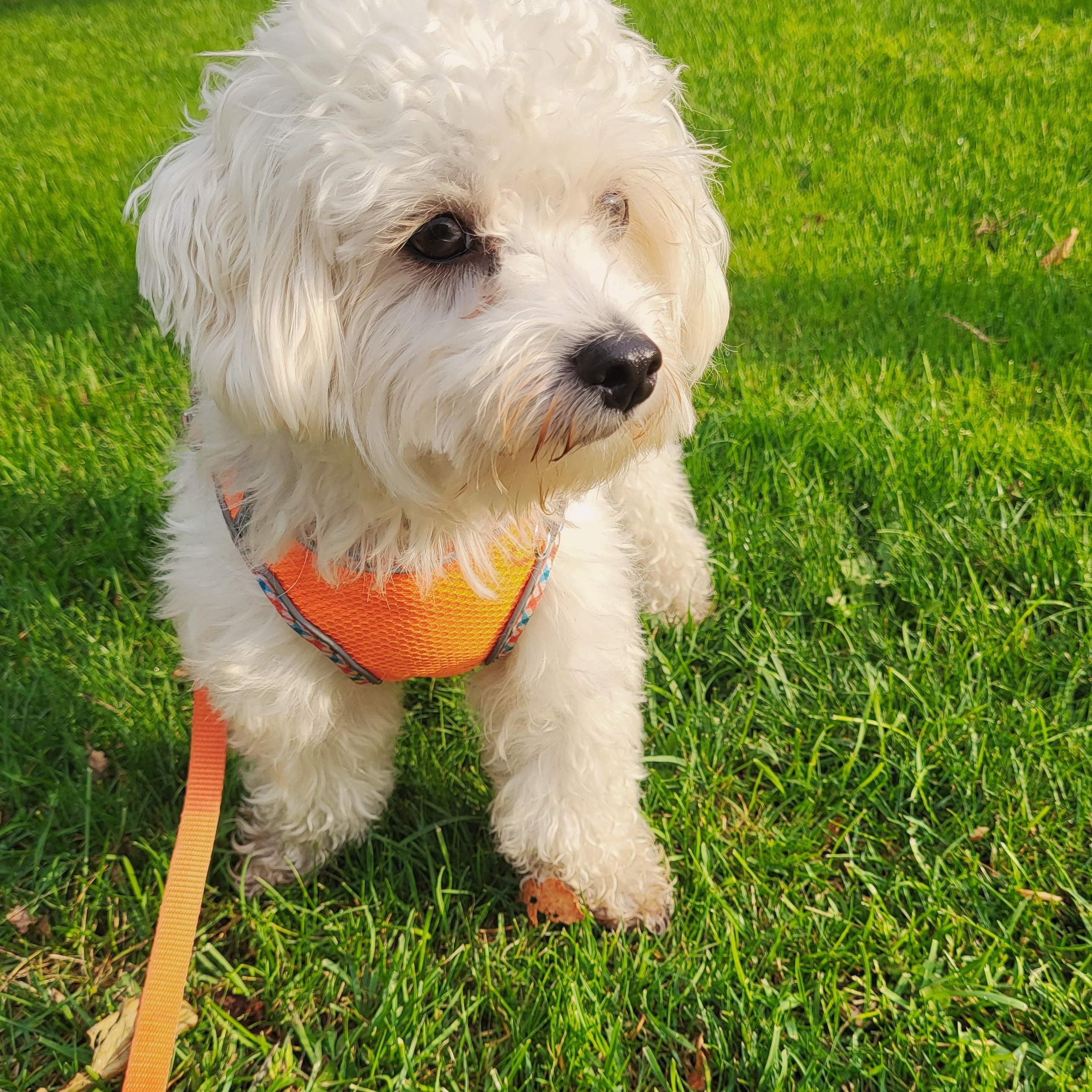 Enlarge Callum, a Adoptable mixed breed in Scarborough, ON image 1/6