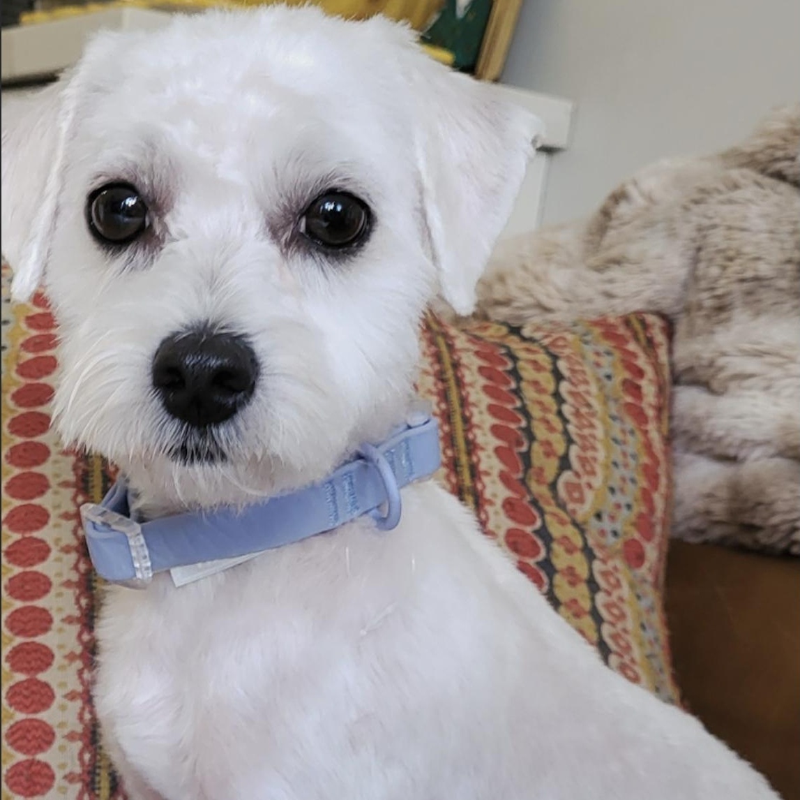 Enlarge Callum, a Adoptable mixed breed in Scarborough, ON image 1/6