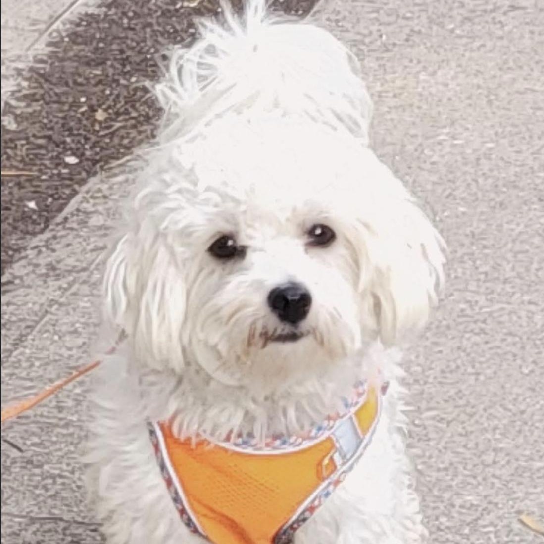 Enlarge Callum, a Adoptable mixed breed in Scarborough, ON image 5/6